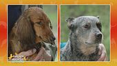 Bassotto standard a pelo lungo Vs. Australian cattle dog
