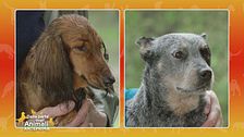 Bassotto standard a pelo lungo Vs. Australian cattle dog