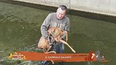 Il capriolo salvato