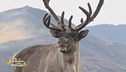 Un animale da scoprire: il caribù