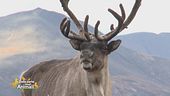 Un animale da scoprire: il caribù