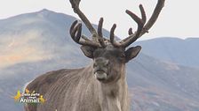 Un animale da scoprire: il caribù