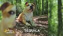 E' stato smarrito Tequila