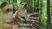 E' stato smarrito Tequila