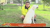 Volontari per amore