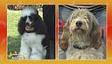Barbone italiano vs. Briquet Griffon Vendeen