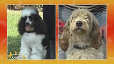 Barbone italiano vs. Briquet Griffon Vendeen