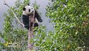 Un animale da scoprire: il panda