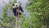 Un animale da scoprire: il panda
