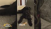 E' stata smarrita Bea