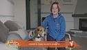 Cierzo, il cane allerta diabete