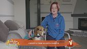 Cierzo, il cane allerta diabete