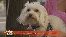 In che modo il tuo cane ti parla