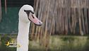 Un cigno rimesso in libertà
