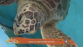 Leon, la tartaruga salvata