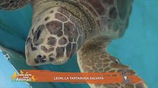 Leon, la tartaruga salvata