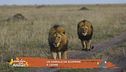 Un animale da scoprire: il leone