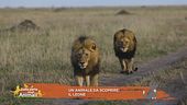 Un animale da scoprire: il leone