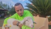 Duff, la pecorella che ha trovato una casa amorevole