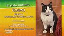 Troviamo Cosmo