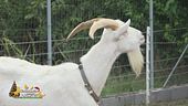 Arturo, un caprone buono