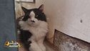 Pegaso, il gatto salvato da Luana