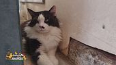 Pegaso, il gatto salvato da Luana