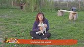 Volontari per amore