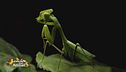 Un animale da scoprire: la mantide religiosa