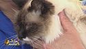 Stella, una gatta dolcissima