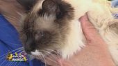 Stella, una gatta dolcissima
