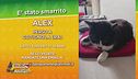 Ritroviamo Alex