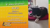 Ritroviamo Alex