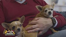 Stop al traffico di cuccioli dall'Est
