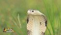 Un animale da scoprire: il cobra