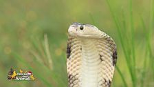 Un animale da scoprire: il cobra