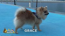 E' stata smarrita Grace