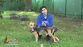 I cagnolini invisibili