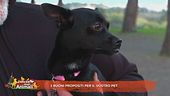 I buoni propositi per il vostro pet