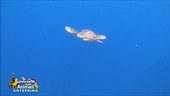 Turtle point , un ospedale per le tartarughe
