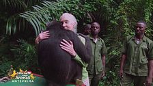 Jane Goodall, una vita dedicata agli scimpanzè