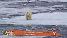 L'orso bianco