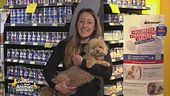 La cura responsabile del pet: le assicurazioni veterinarie