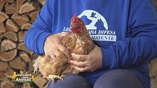 La gallina Matilde