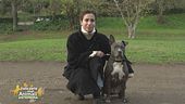 Cosa non dimentichi mai di fare per il tuo pet?