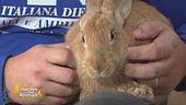 Ciro