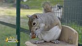 Gli animali che arrivano al Cras - Stella del Nord
