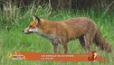 Un animale da scoprire: la volpe