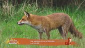 Un animale da scoprire: la volpe