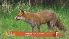 Un animale da scoprire: la volpe